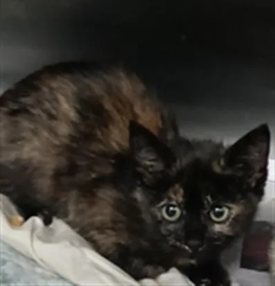 A baby small-sized female Domestic Short Hair cat named Dolly for adoption in Los Angeles, CA
