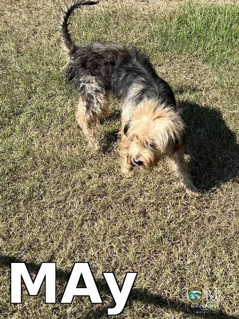 A young medium-sized female Maltese dog named MAy for adoption in Rocky Mount, NC