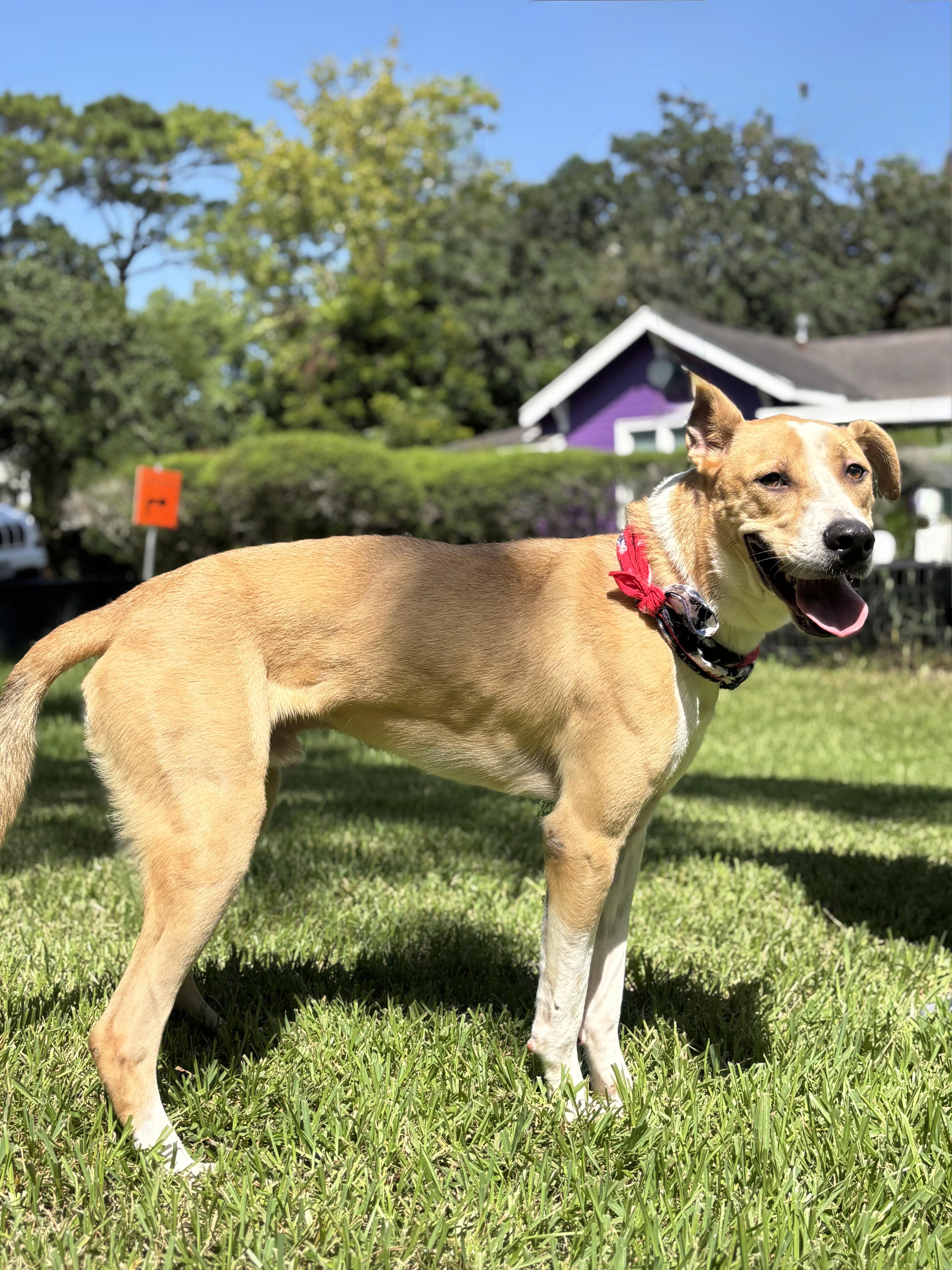 A young large-sized male Yellow / Tan / Blond / Fawn Labrador Retriever dog named JOHNNY perfect buddy for adoption in Cypress, TX