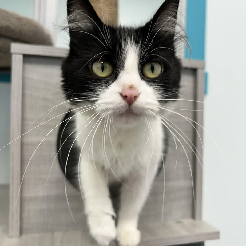 A baby medium-sized female Black Domestic Medium Hair cat named Chanel for adoption in Grand Rapids, MI