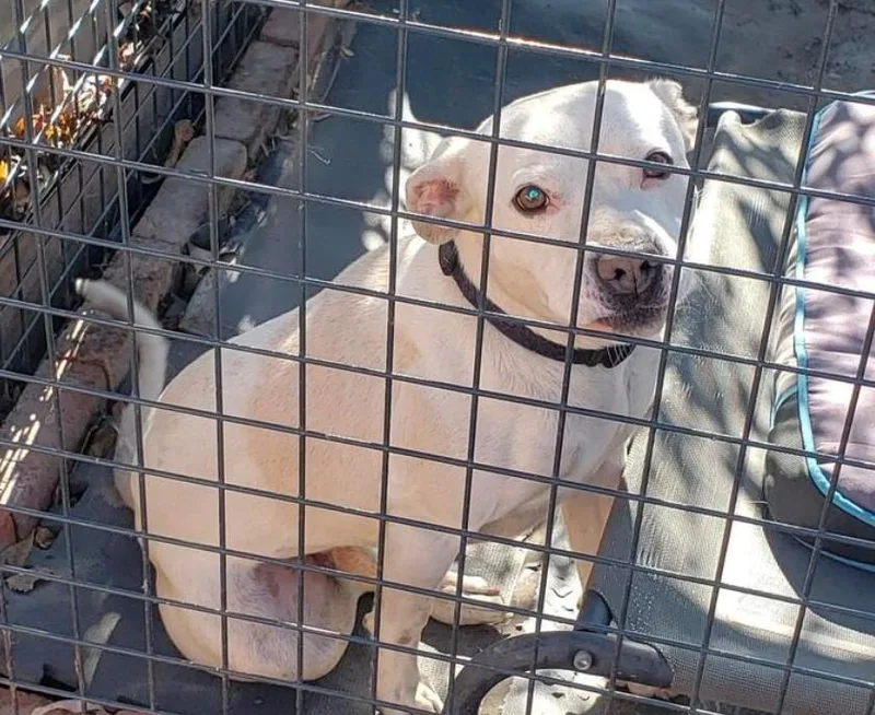 An adult medium-sized male Pit Bull Terrier dog named Tiny Tim for adoption in Tehachapi, CA