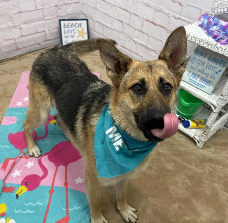 A young large-sized male Mixed Breed dog named Velcro for adoption in Detroit, MI