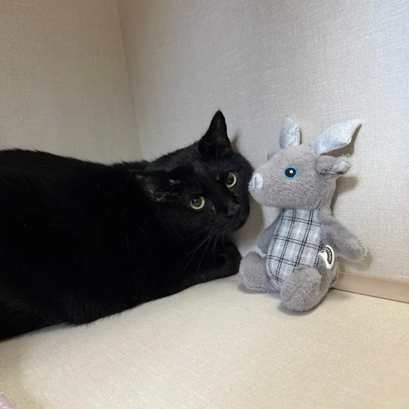 An adult extra large-sized female Black Domestic Short Hair cat named Saoirse for adoption in Conway, NH