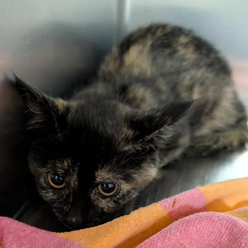 A baby small-sized female Tortoiseshell Domestic Short Hair cat named Veronica for adoption in New York, NY