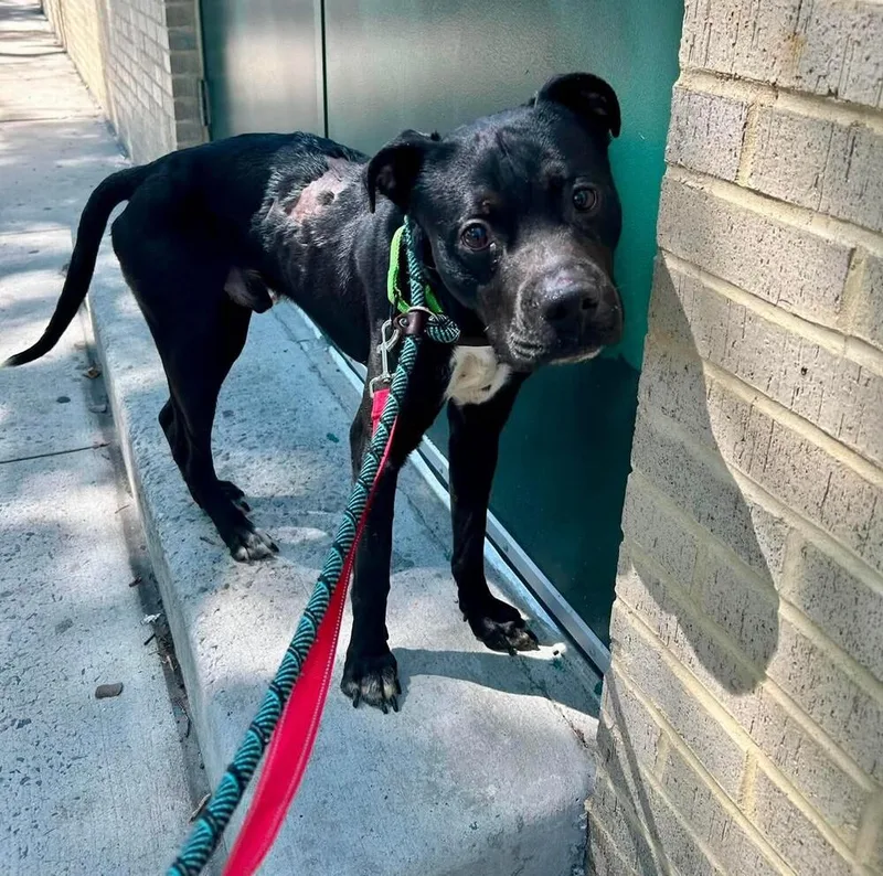 An adult large-sized male Black Labrador Retriever dog named Liberty Knight for adoption in Long Island City, NY