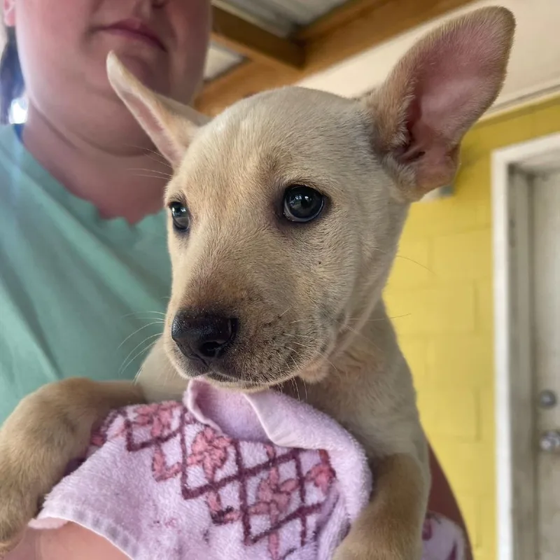 A baby small-sized female White / Cream Mixed Breed dog named Laney for adoption in Valley, AL
