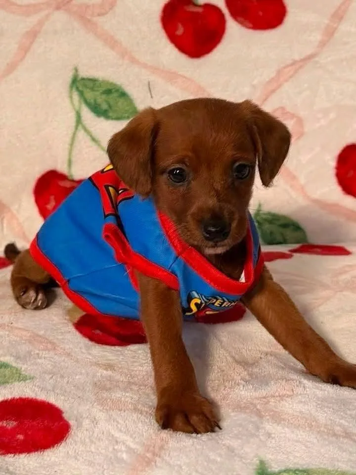 Wilbur