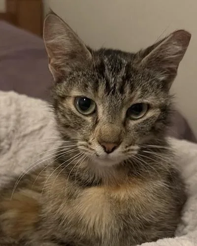 Bindi