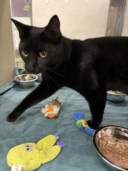 An adult small-sized male Domestic Short Hair cat named Flounder for adoption in Scotia, NY