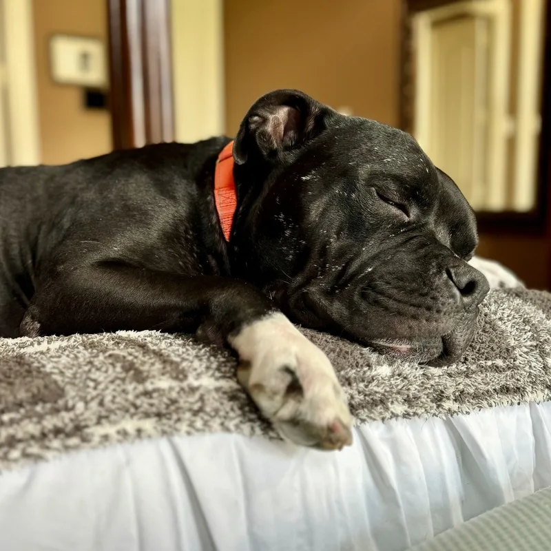 An adult large-sized male American Staffordshire Terrier dog named Chucky for adoption in Longview, TX