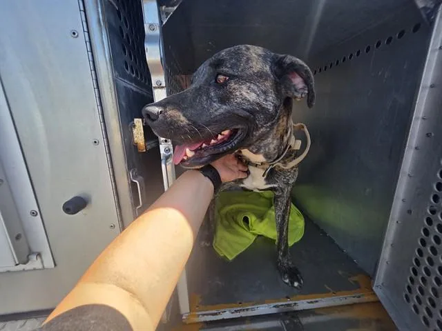 A young large-sized male Hound dog named Presto for adoption in Phoenix, AZ