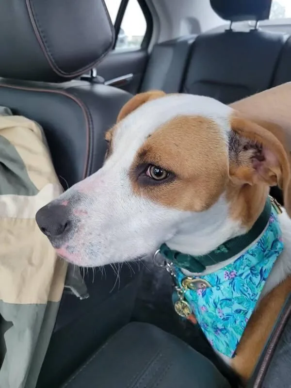 A young medium-sized female Tricolor (Brown, Black, & White) Parson Russell Terrier dog named Squeak for adoption in Milton, FL