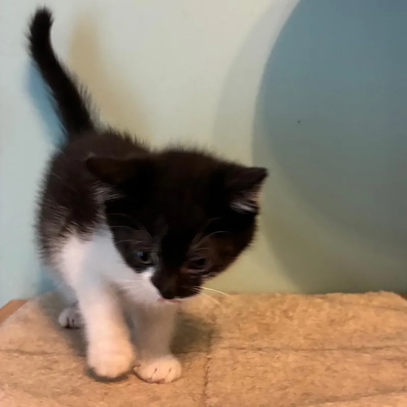 A baby small-sized female Black Domestic Short Hair cat named December for adoption in Shelbyville, IN