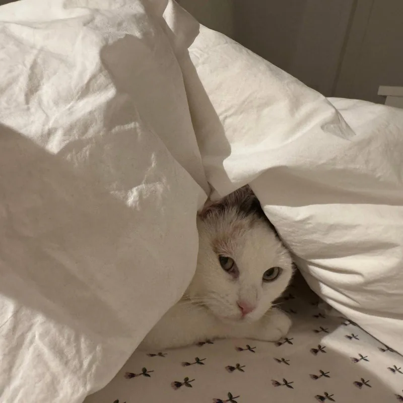 A young medium-sized female Domestic Short Hair cat named Cyprus for adoption in Brooklyn, NY