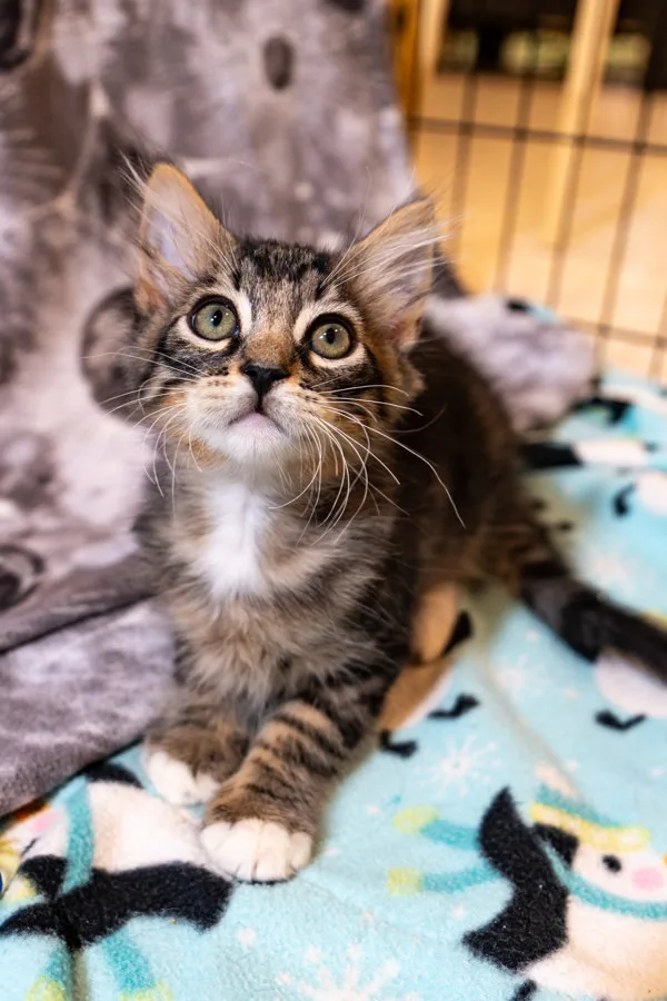 A young medium-sized male Domestic Short Hair cat named Hagrid for adoption in Bonsall, CA