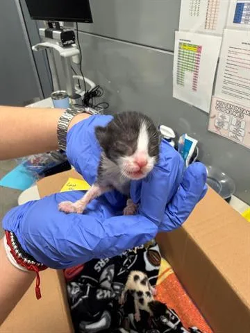A baby small-sized female Domestic Short Hair cat named Oreo for adoption in San Martin, CA