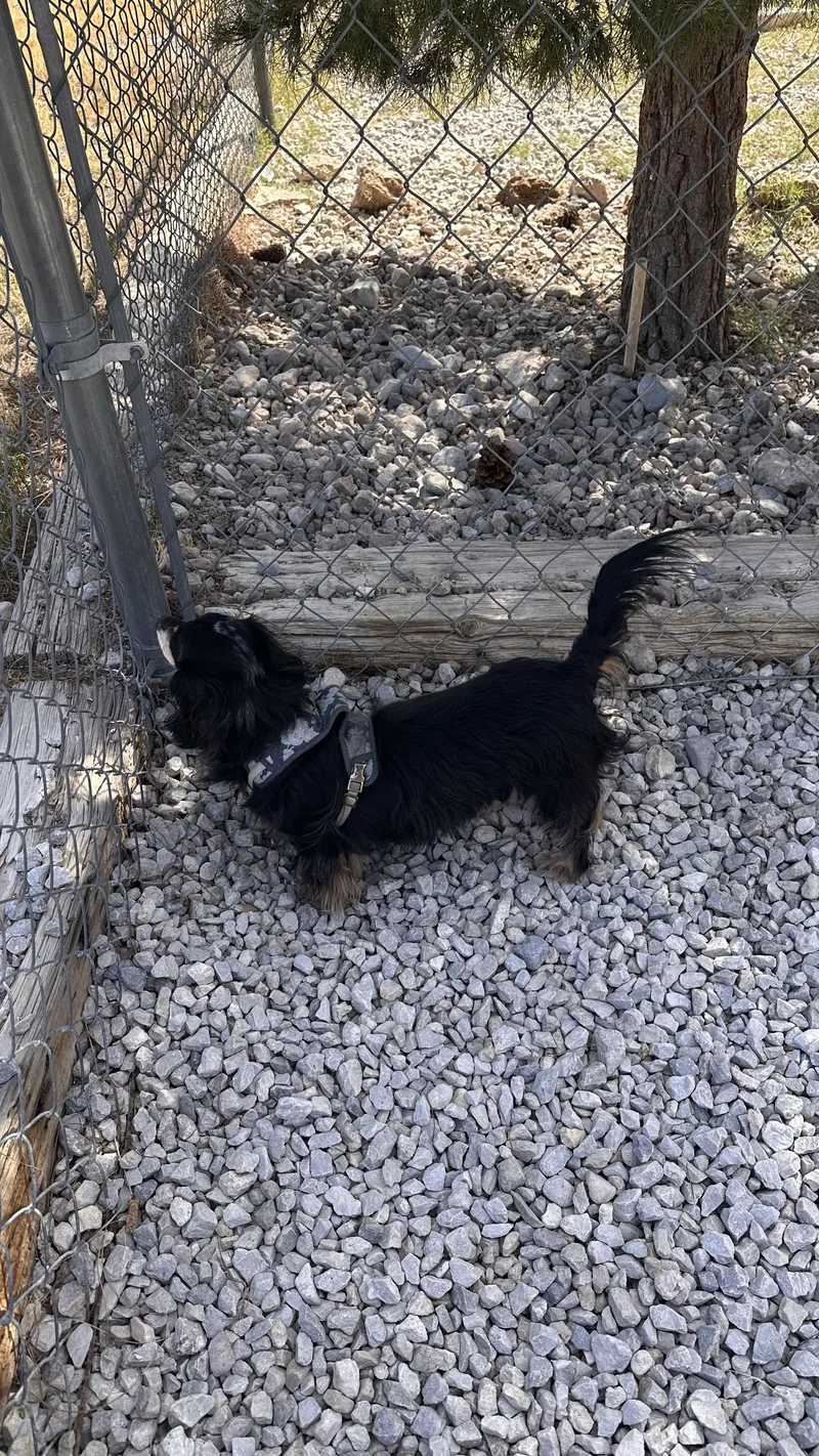 A senior small-sized female Merle (Blue) Dachshund (Long Haired) dog named Violet for adoption in Las Vegas, NV