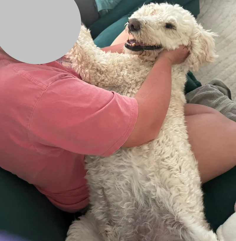 An adult large-sized male White / Cream Goldendoodle dog named Felix for adoption in La Mesa, CA