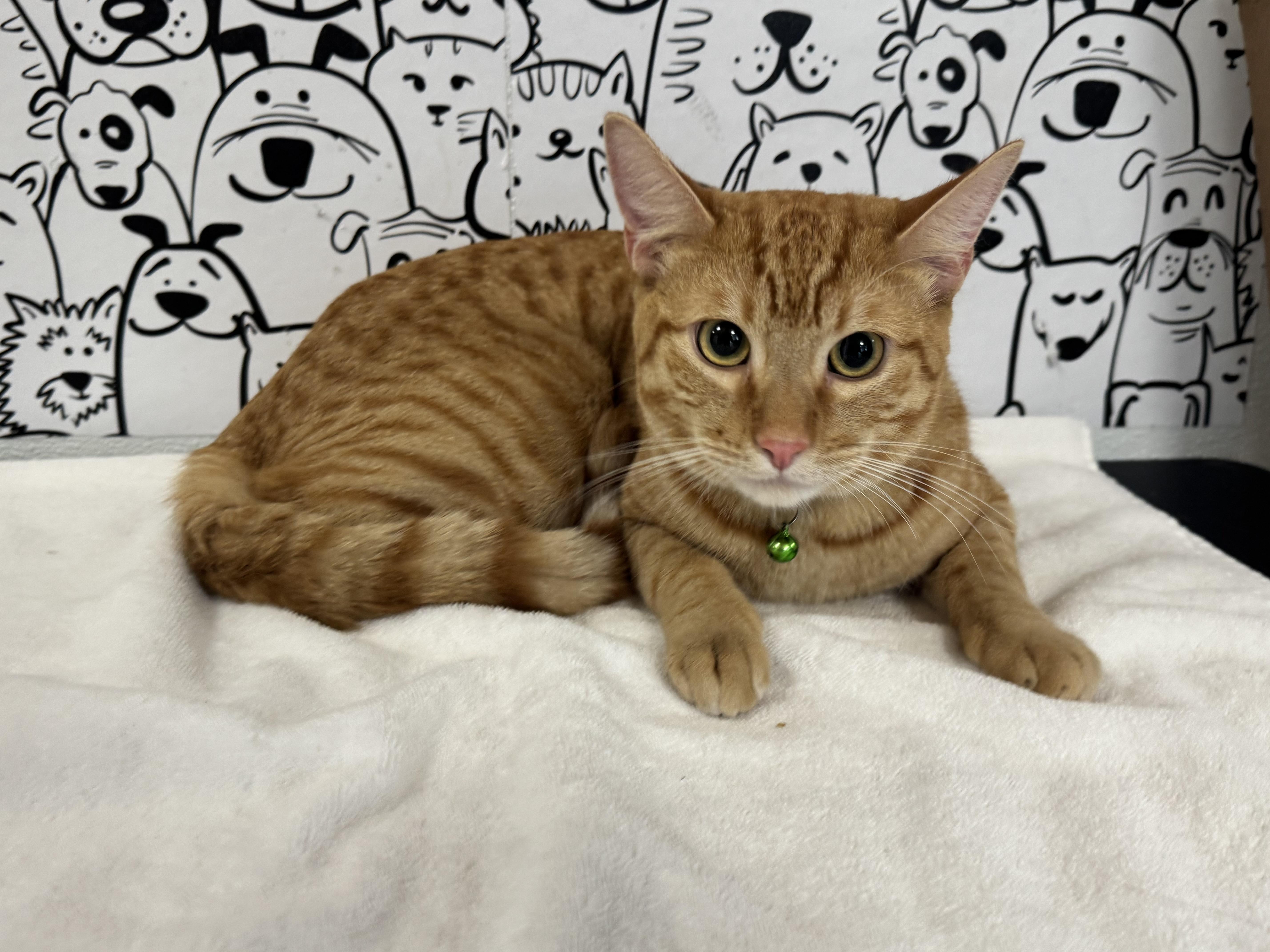 A young large-sized male Domestic Short Hair cat named Ginger for adoption in San Pedro, CA