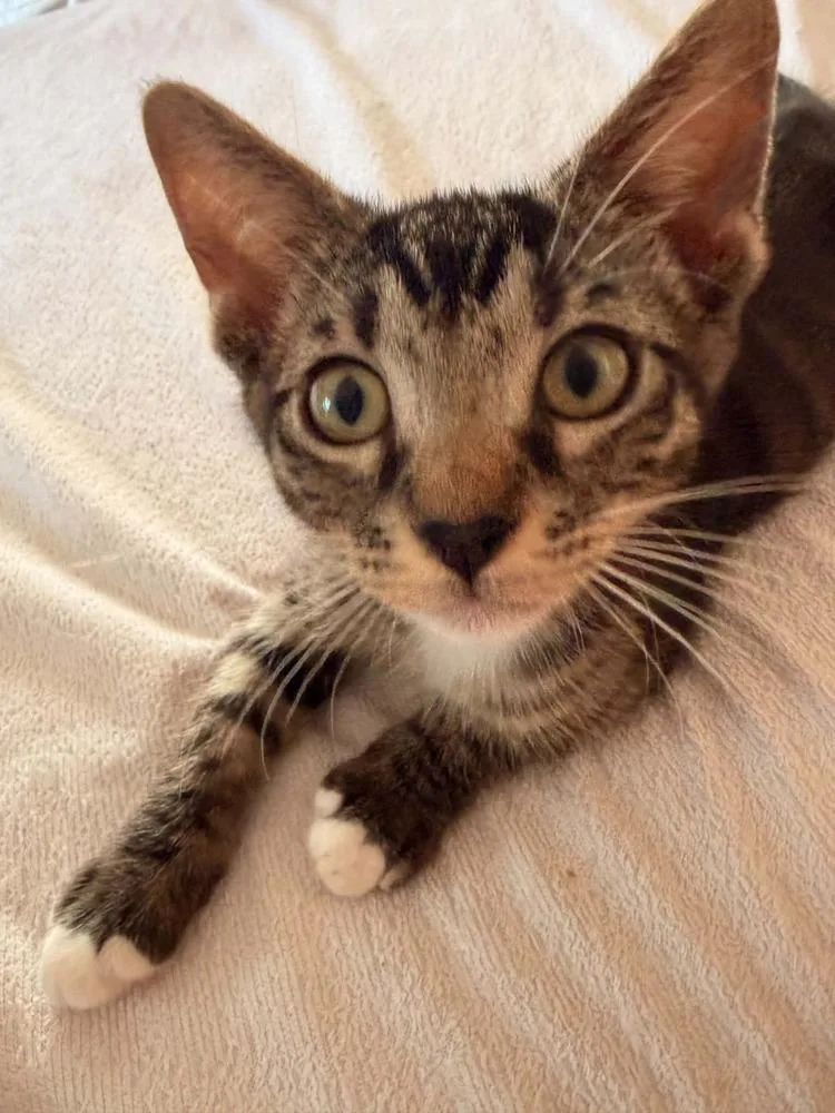 A baby small-sized male Brown / Chocolate Domestic Short Hair cat named Randal for adoption in Breinigsville, PA
