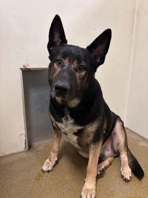 An adult extra large-sized male German Shepherd Dog dog named Buckwheat for adoption in Vancouver, WA