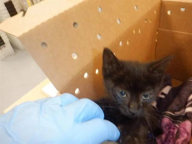 A baby small-sized male Domestic Medium Hair cat named Frodo for adoption in San Jose, CA