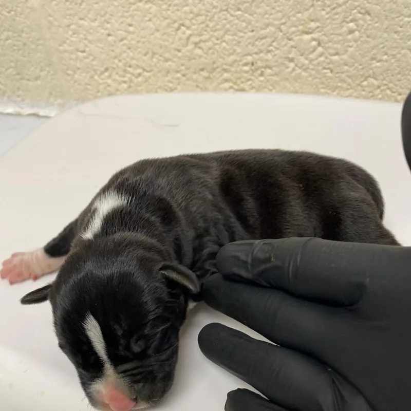 A baby small-sized female Black Mixed Breed dog named Eva for adoption in Pinson, TN