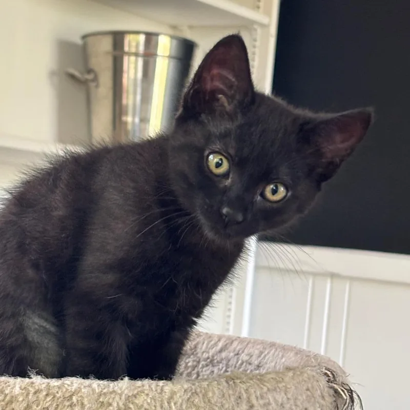 A baby small-sized female Black Domestic Short Hair cat named Blakely for adoption in Santa Rosa, CA