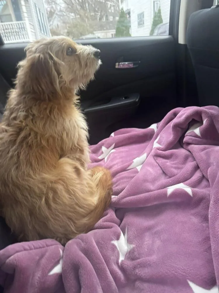 An adult medium-sized male Wheaten Terrier dog named Bob Bruiser for adoption in Saugus, MA