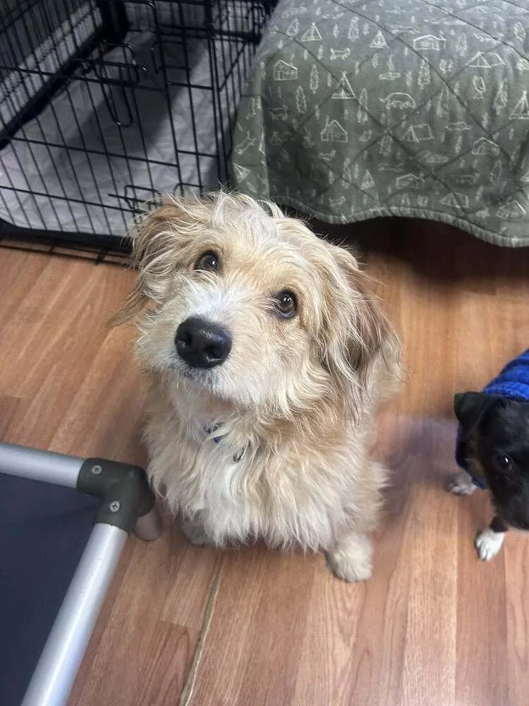 Bob Bruiser thumbnail 2