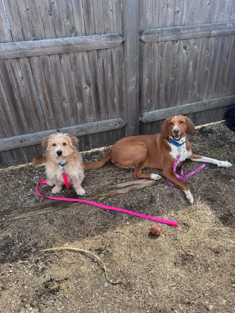 Bob Bruiser thumbnail 3