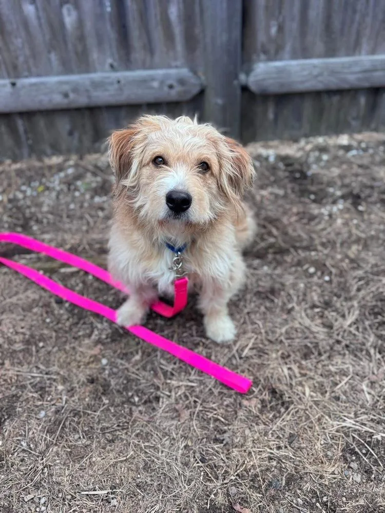 Bob Bruiser thumbnail 4