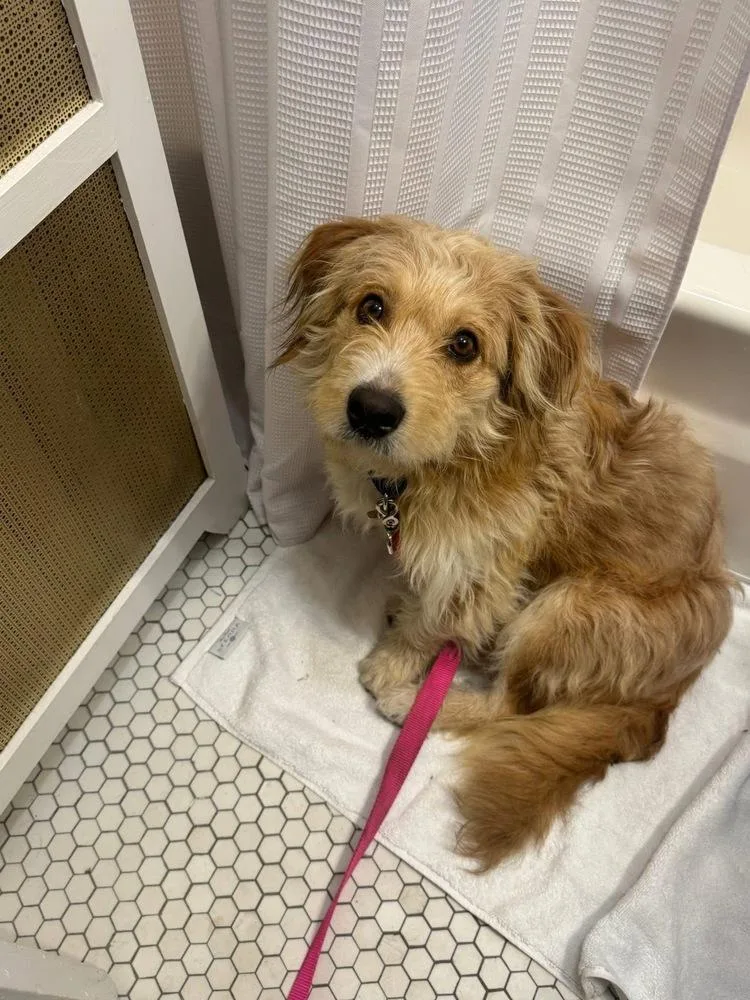 Bob Bruiser thumbnail 5