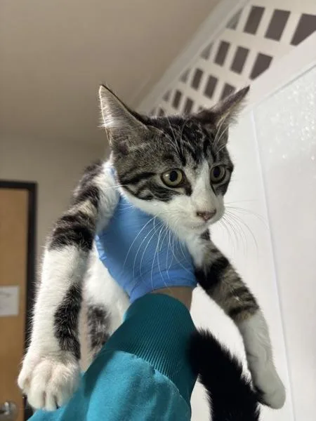 A baby small-sized male Domestic Short Hair cat named Gruyere for adoption in Sherwood, OR