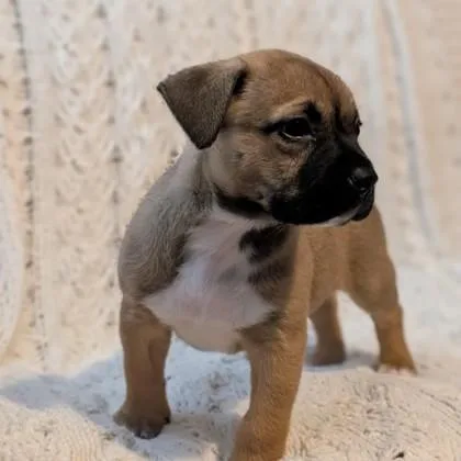 Pearline Evergreen thumbnail 4