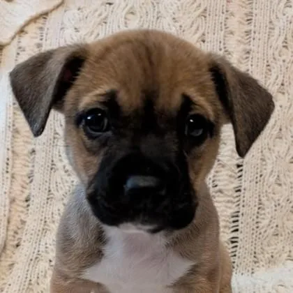 Pearline Evergreen thumbnail 5