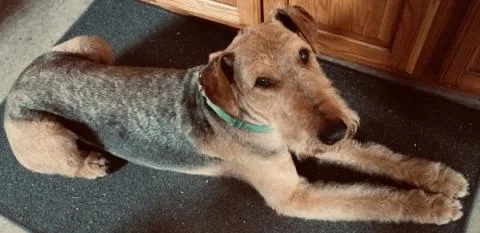 A senior large-sized male Airedale Terrier dog named Ralph for adoption in Shawano, WI