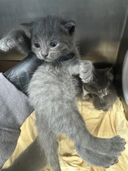 A baby small-sized female Domestic Short Hair cat named Bell Bottom Jeans for adoption in West Chester, PA