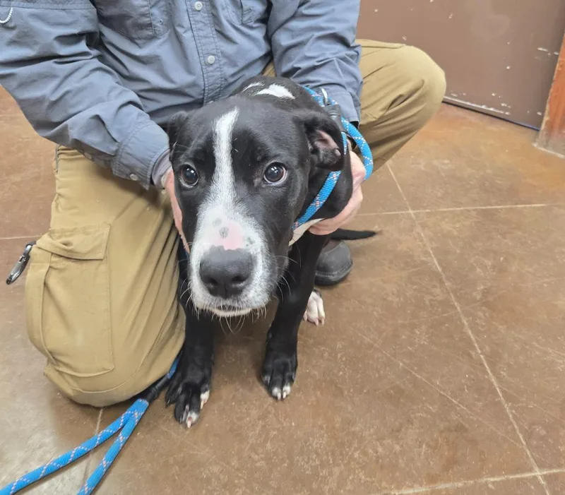 A baby large-sized male Cane Corso dog named Milo for adoption in Junction, TX