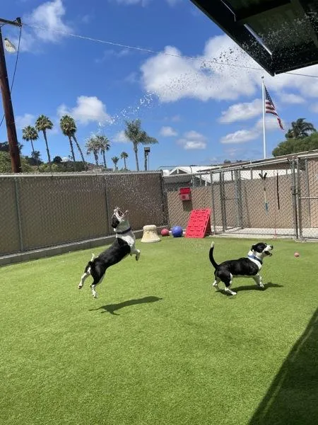 An adult medium-sized female Pit Bull Terrier dog named Caroline for adoption in Oceanside, CA