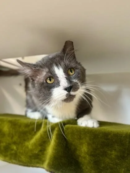 An adult large-sized male Domestic Medium Hair cat named Brasso for adoption in Traverse City, MI