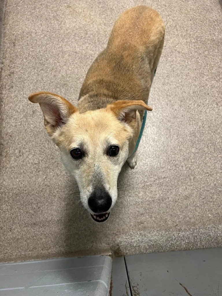 An adult medium-sized female German Shepherd Dog dog named Louise for adoption in Troy, OH