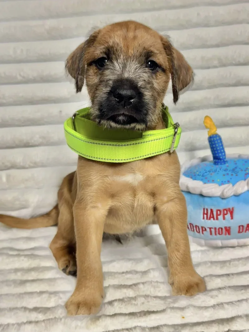 A baby medium-sized male Labrador Retriever dog named Foxglove for adoption in Groton, CT