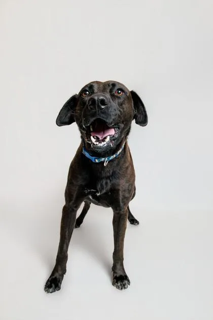 An adult large-sized male Labrador Retriever dog named Knox for adoption in Sevierville, TN