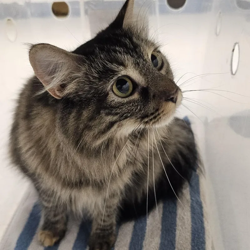 An adult small-sized female Brown / Chocolate Domestic Long Hair cat named Cleo for adoption in Evansville, IN
