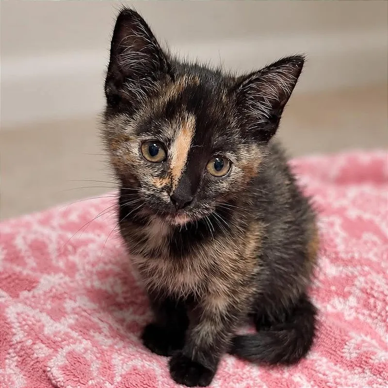 A baby small-sized female Tortoiseshell Domestic Short Hair cat named Cashmere for adoption in Tampa, FL