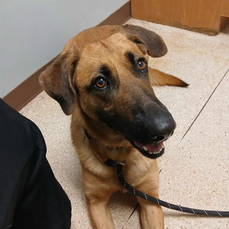 An adult extra large-sized female German Shepherd Dog dog named Delilah for adoption in Flintstone, MD