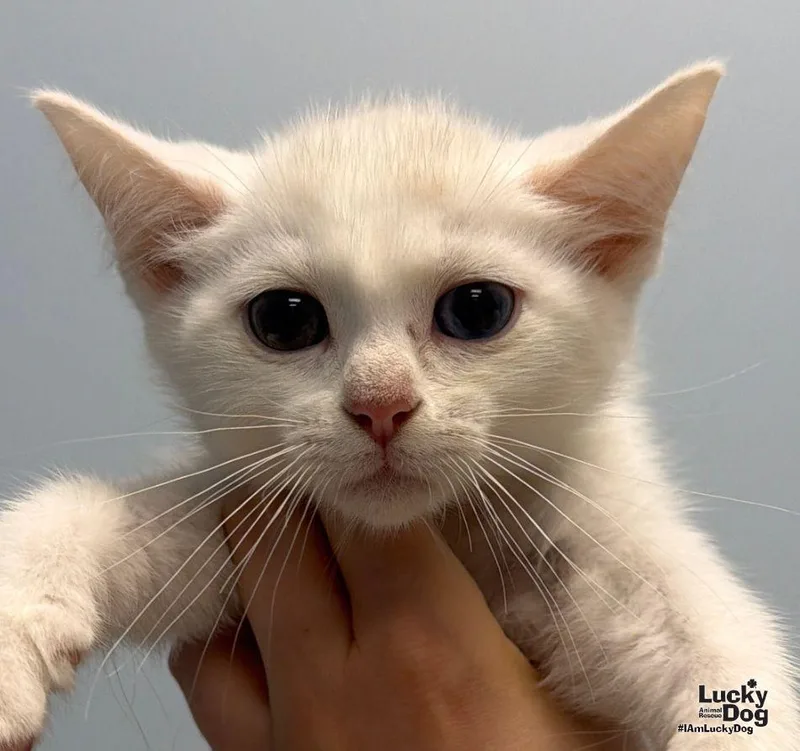 A baby medium-sized male Domestic Short Hair cat named Casper for adoption in Washington, DC