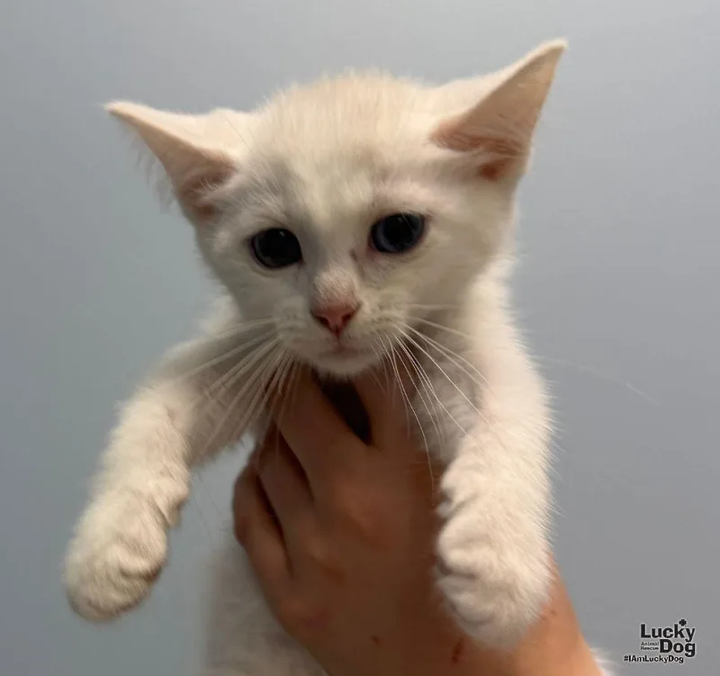 Casper thumbnail 3
