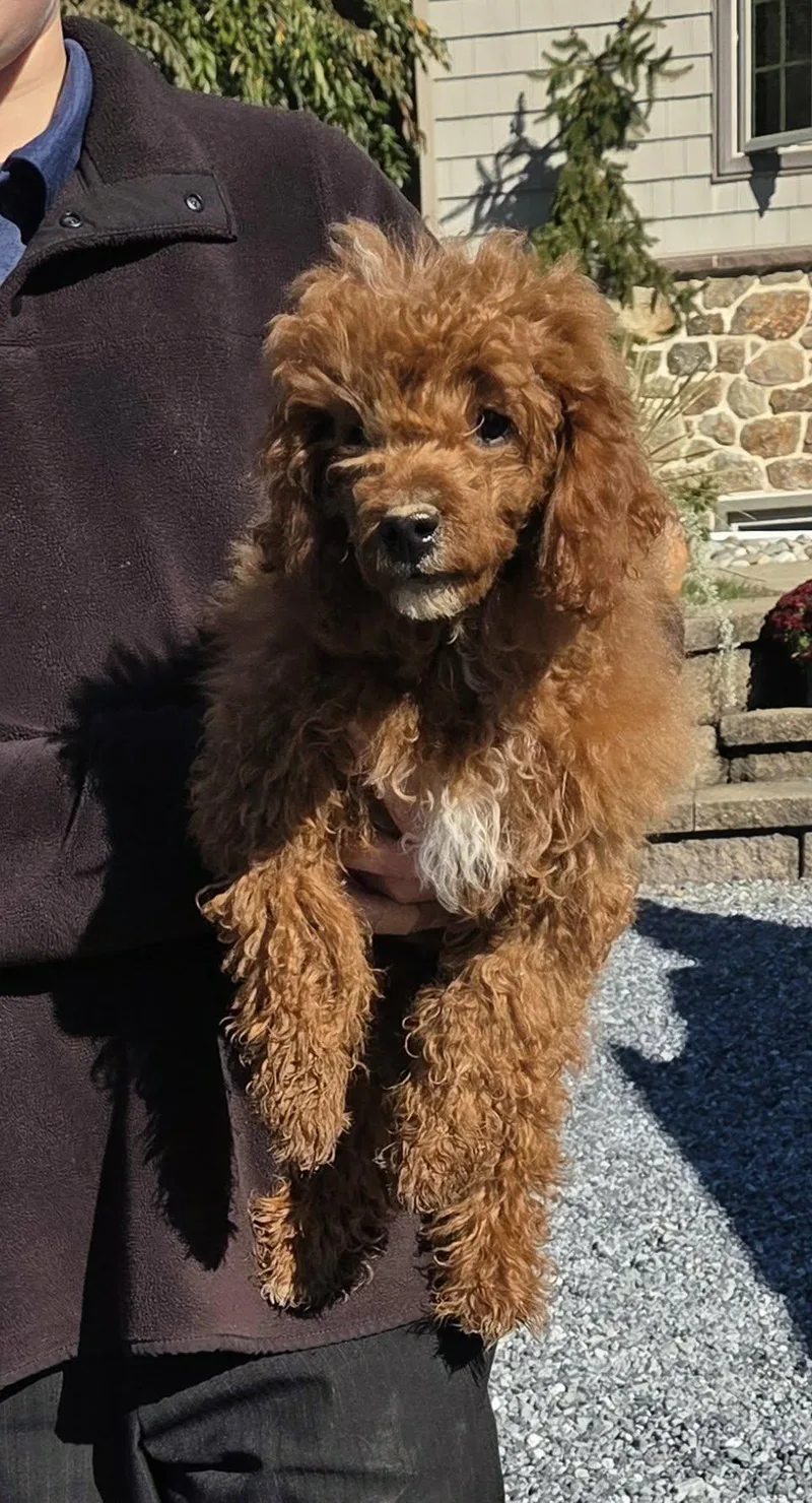 A baby small-sized male Miniature Poodle dog named Dexter for adoption in Havertown, PA